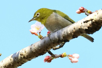 Warbling White-eye 平谷川 Mon, 4/1/2024