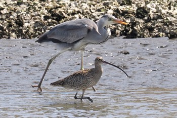 ホウロクシギ 葛西臨海公園 2024年3月31日(日)