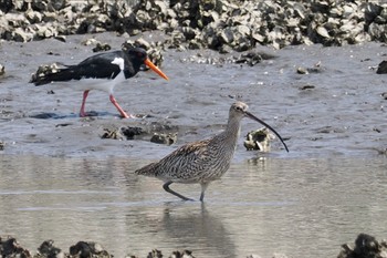 ホウロクシギ 葛西臨海公園 2024年3月31日(日)