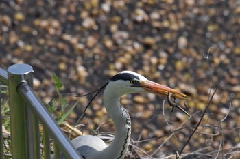 Grey Heron 恩智川治水緑地 Sat, 3/30/2024