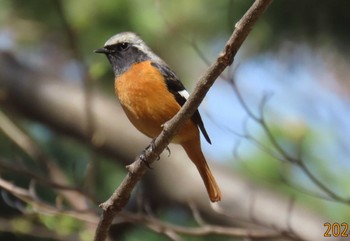 Daurian Redstart Imperial Palace Sat, 3/30/2024