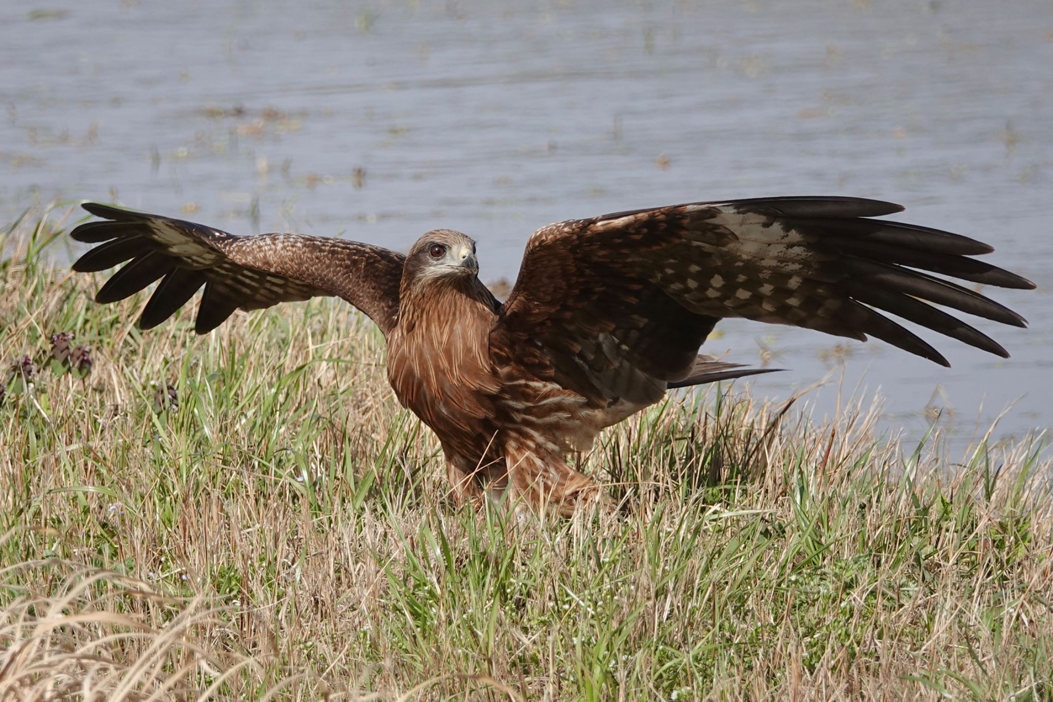 Photo of Black Kite at  by のどか