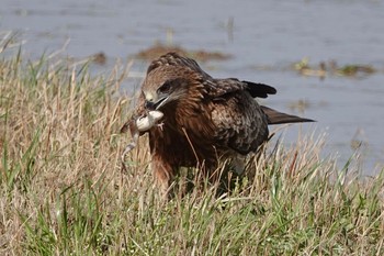 Black Kite Unknown Spots Fri, 3/29/2024