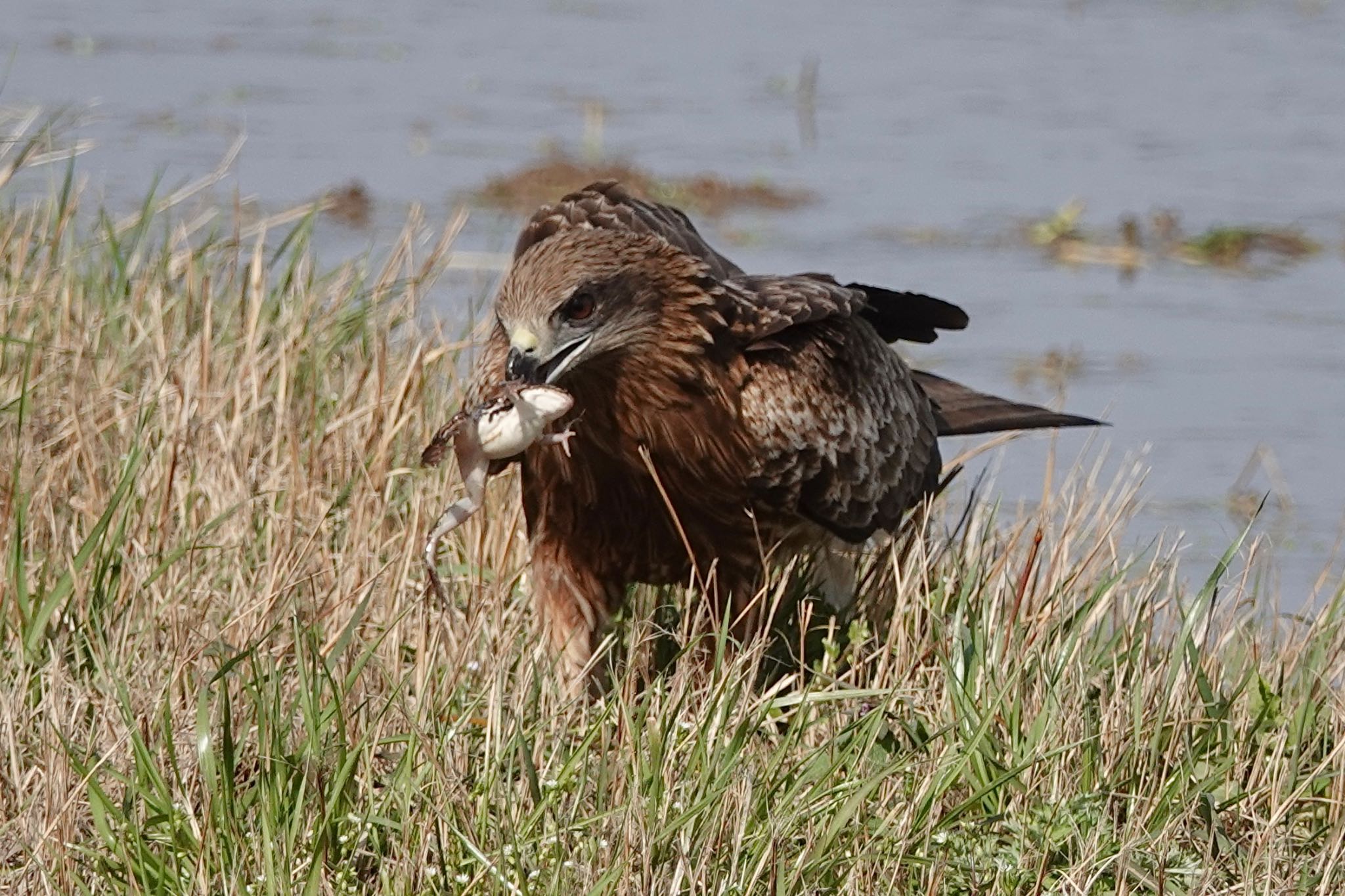 Photo of Black Kite at  by のどか