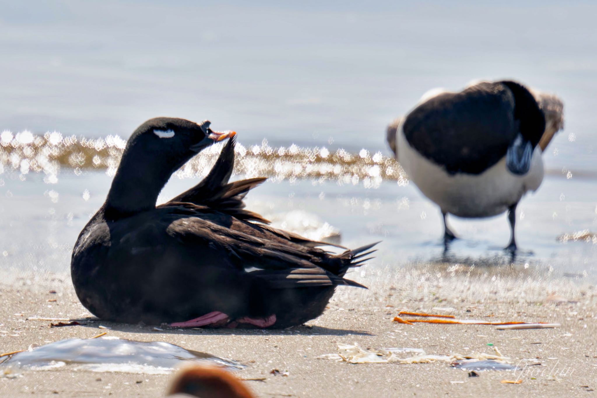 White-winged Scoter