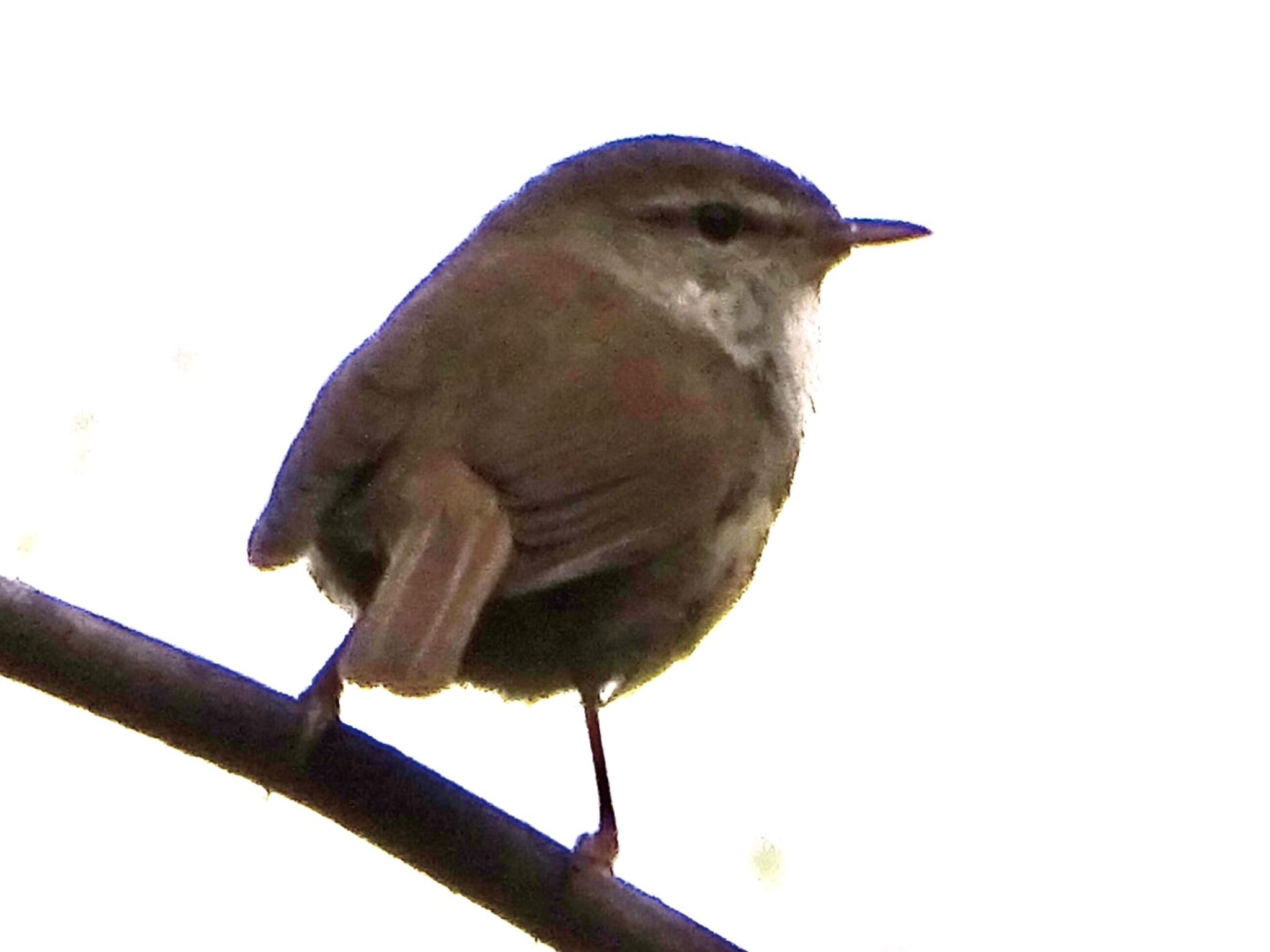 Photo of Japanese Bush Warbler at Maioka Park by KAWASEMIぴー