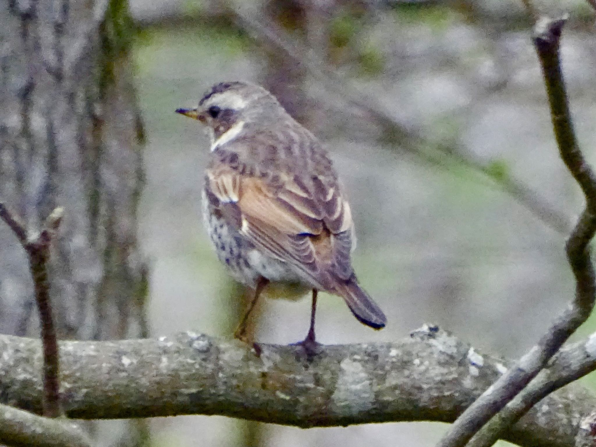 Dusky Thrush