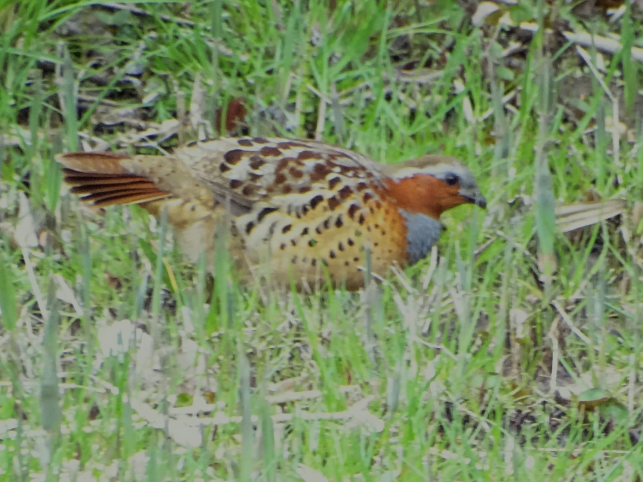 Chinese Bamboo Partridge