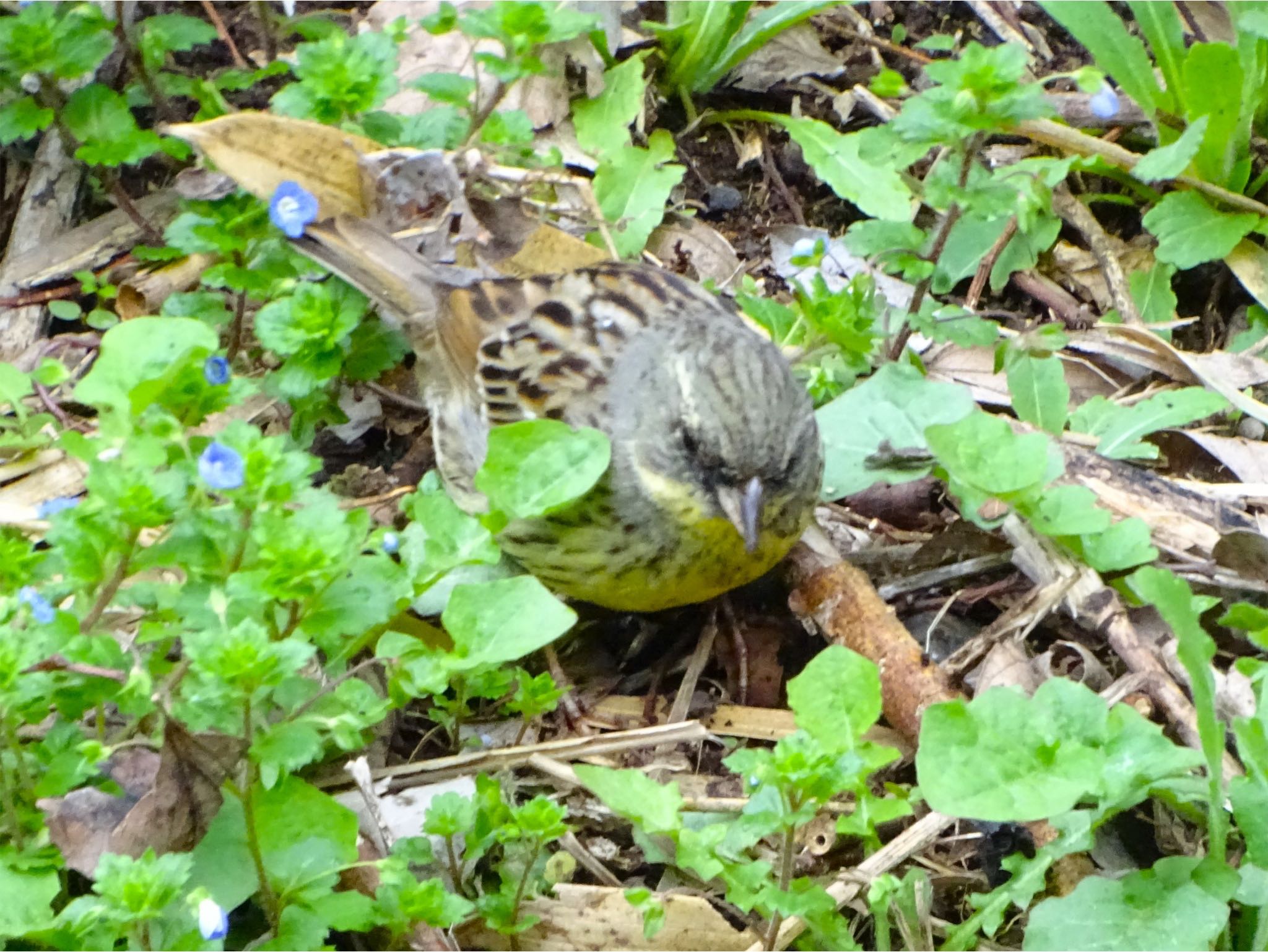 Photo of Masked Bunting at Maioka Park by KAWASEMIぴー