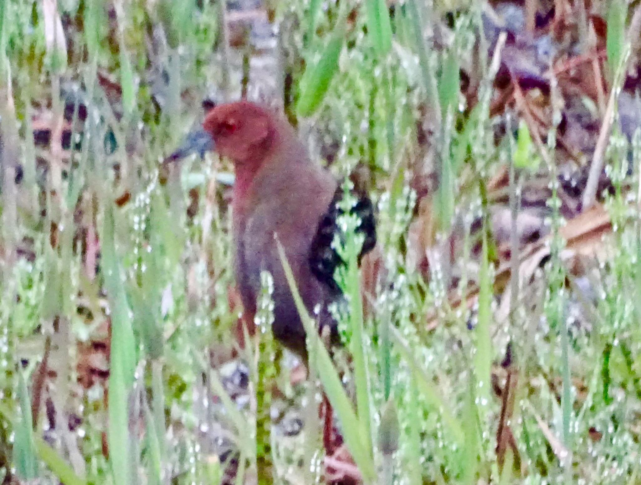 Ruddy-breasted Crake