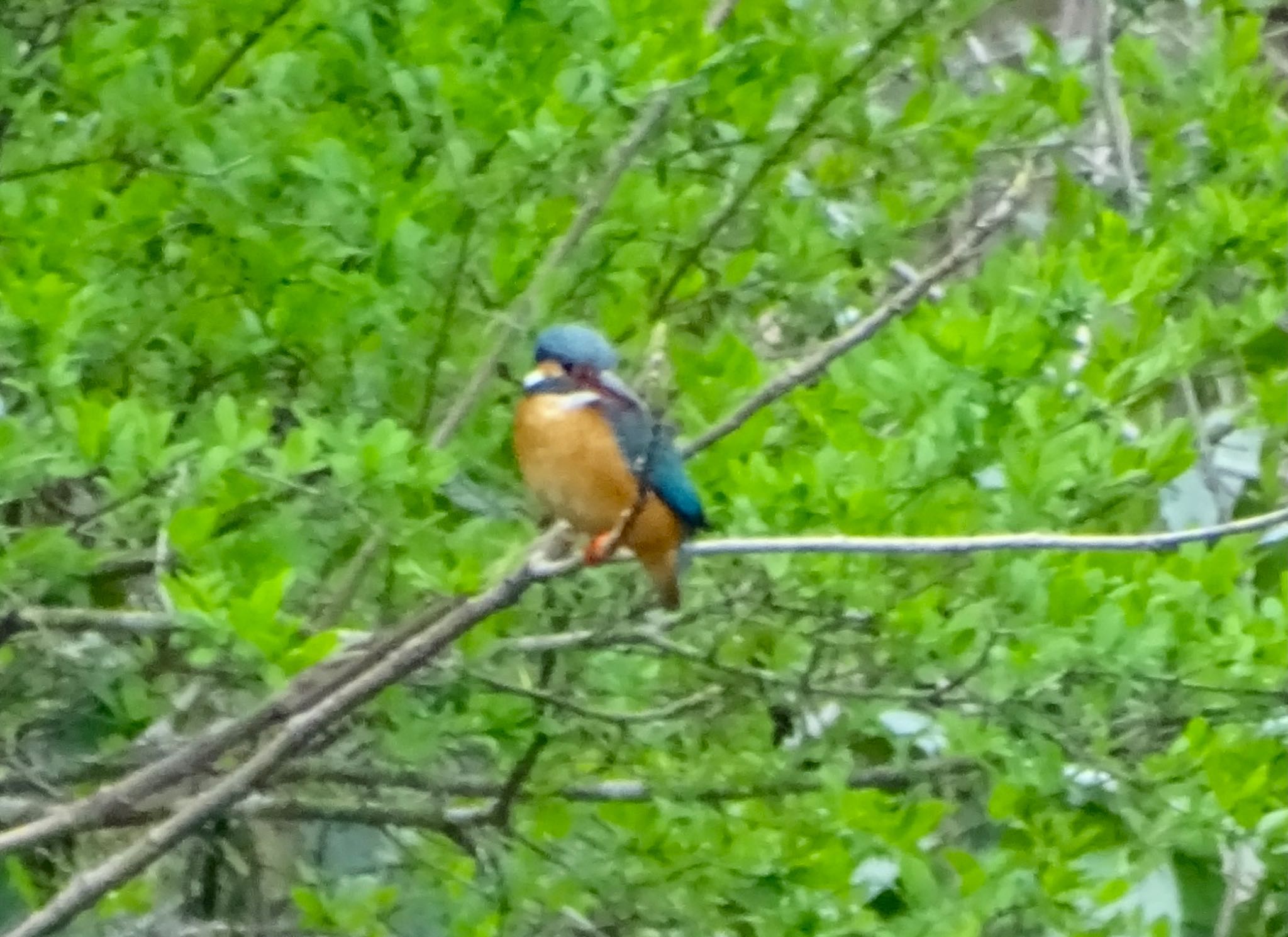 Photo of Common Kingfisher at Maioka Park by KAWASEMIぴー