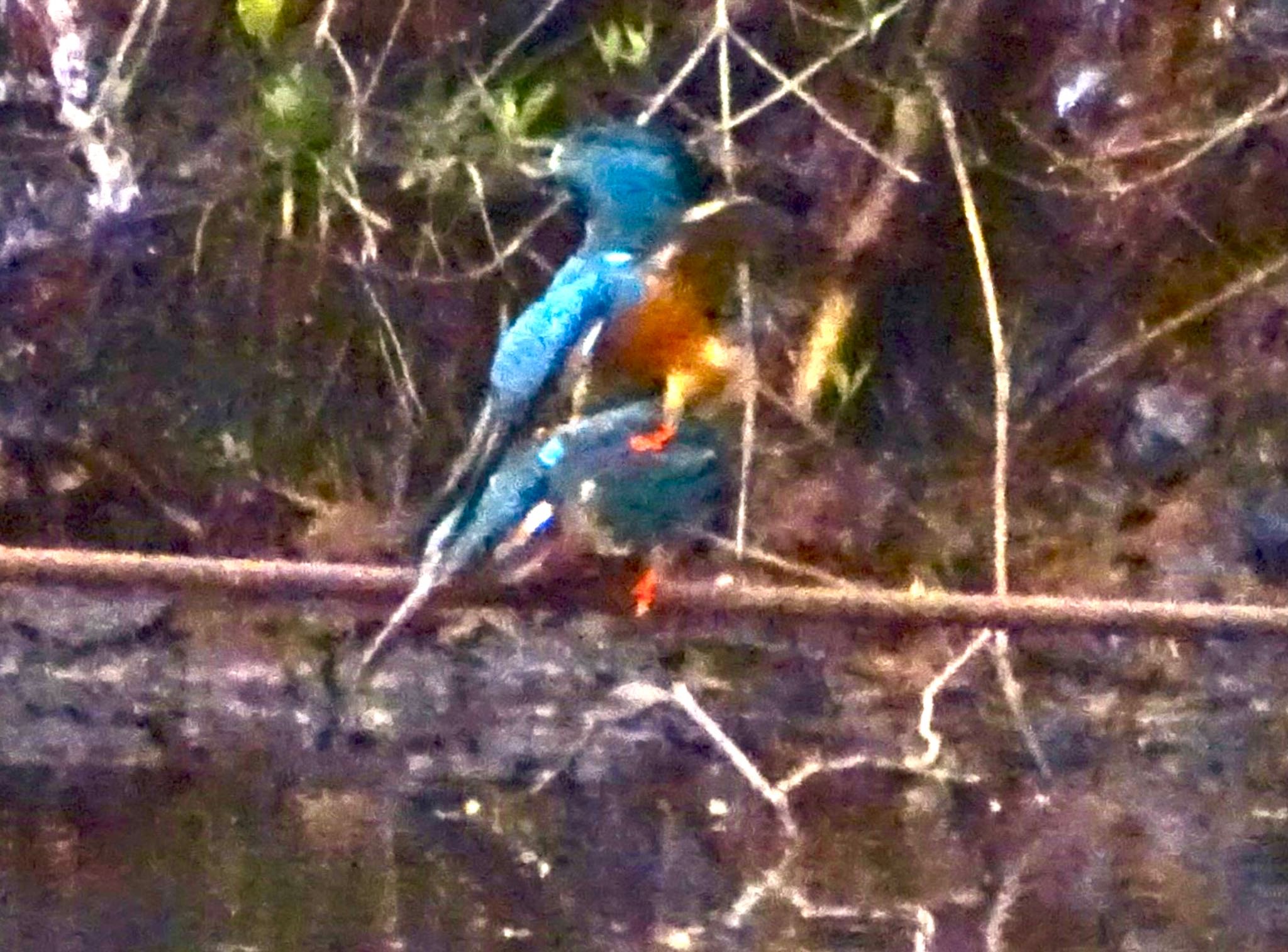 Photo of Common Kingfisher at Maioka Park by KAWASEMIぴー