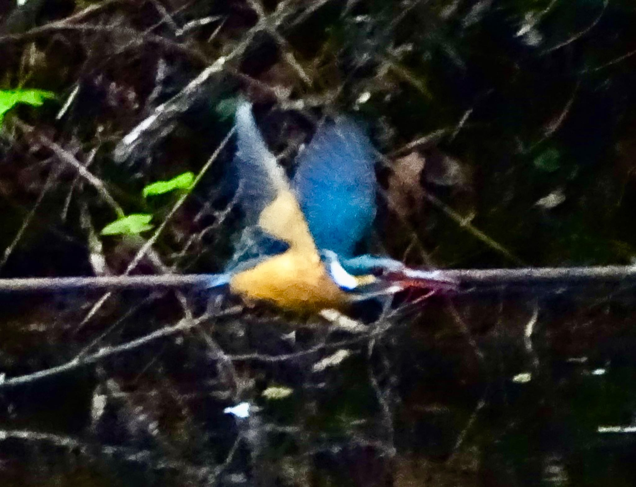 Photo of Common Kingfisher at Maioka Park by KAWASEMIぴー