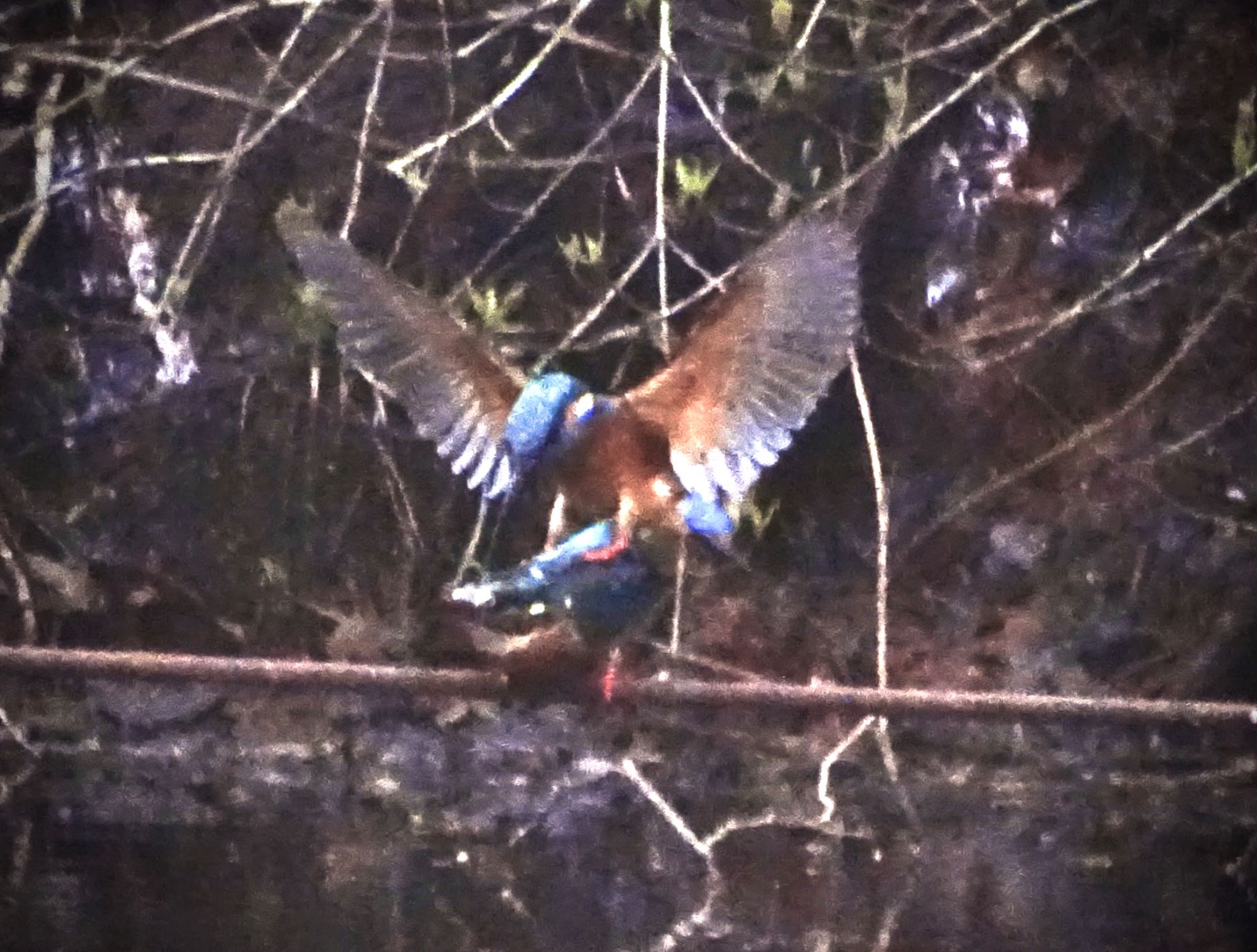 Photo of Common Kingfisher at Maioka Park by KAWASEMIぴー