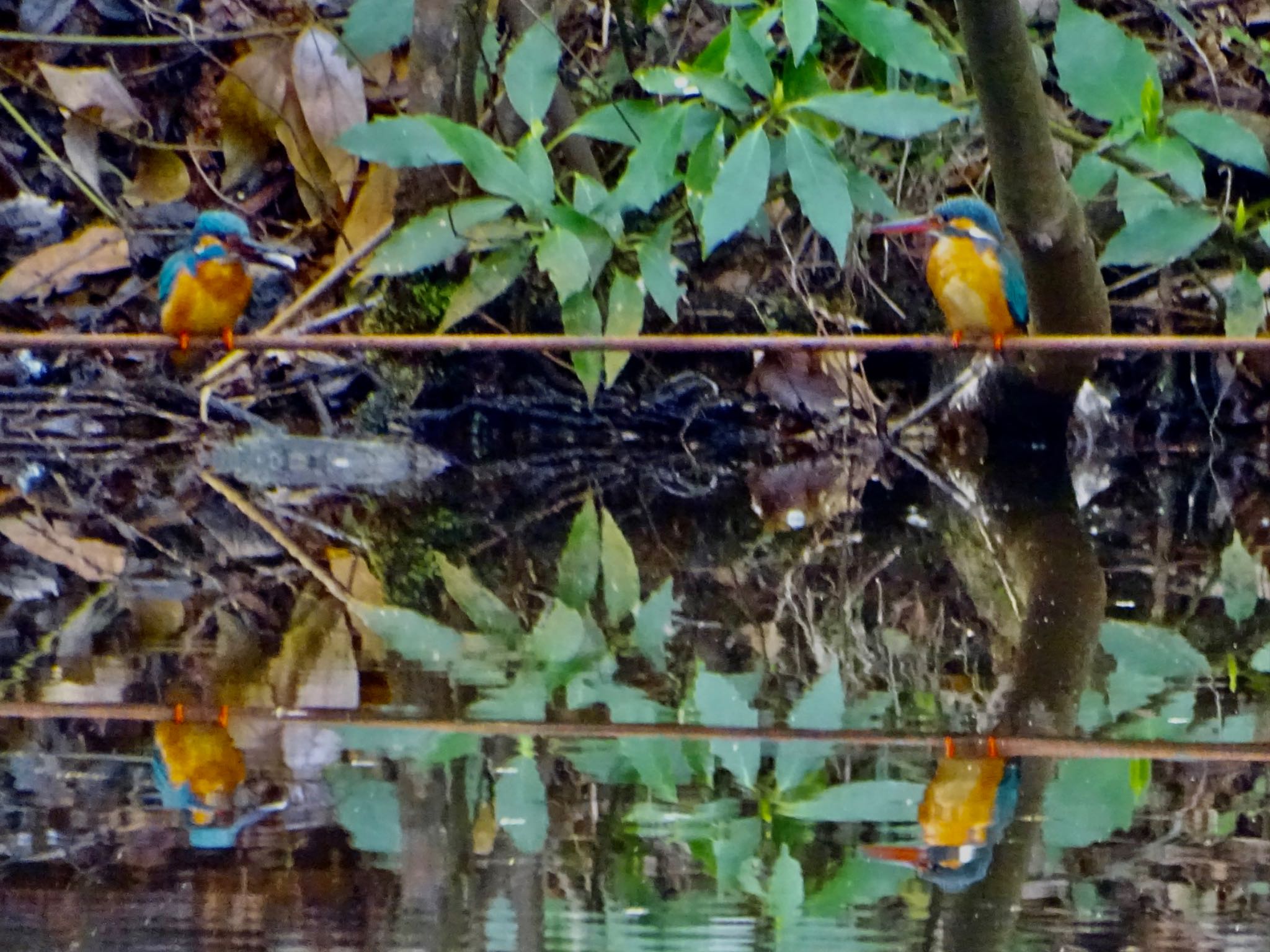 Photo of Common Kingfisher at Maioka Park by KAWASEMIぴー