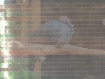 Japanese Wood Pigeon(nitens) 井の頭自然文化園 Tue, 4/2/2024