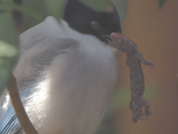 Azure-winged Magpie 井の頭自然文化園 Tue, 4/2/2024