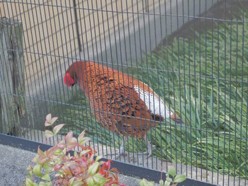 Copper Pheasant(ijimae) 井の頭自然文化園 Tue, 4/2/2024