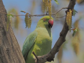 ワカケホンセイインコ 井の頭自然文化園 2024年4月2日(火)