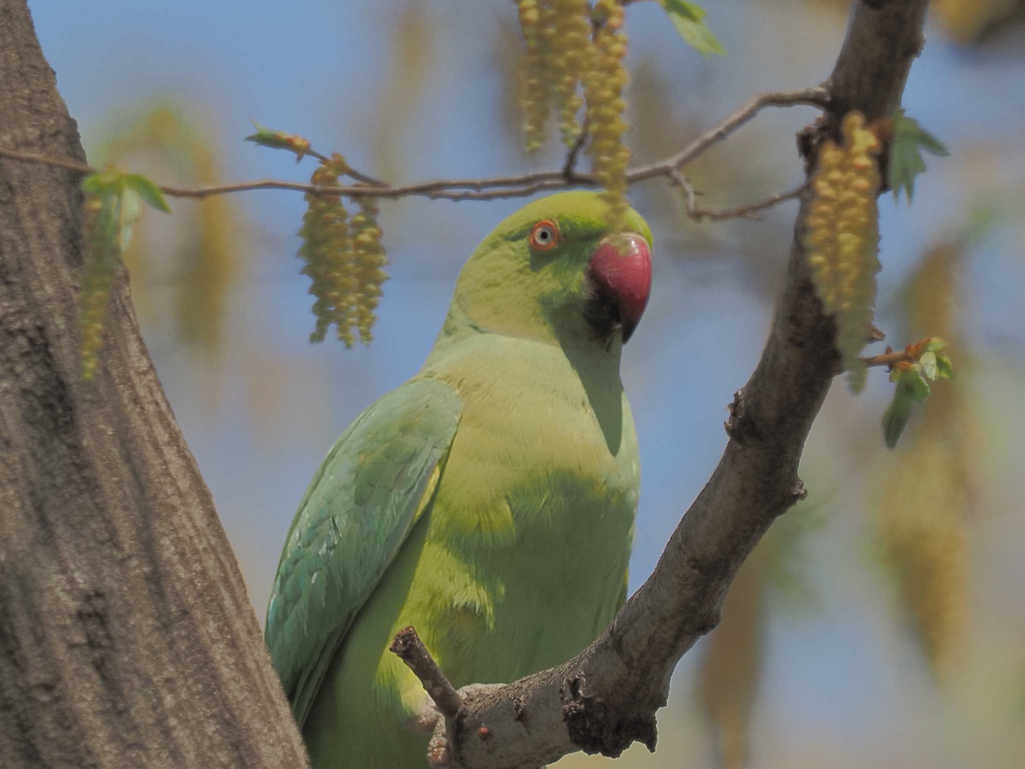 井の頭自然文化園 ワカケホンセイインコの写真 by MaNu猫