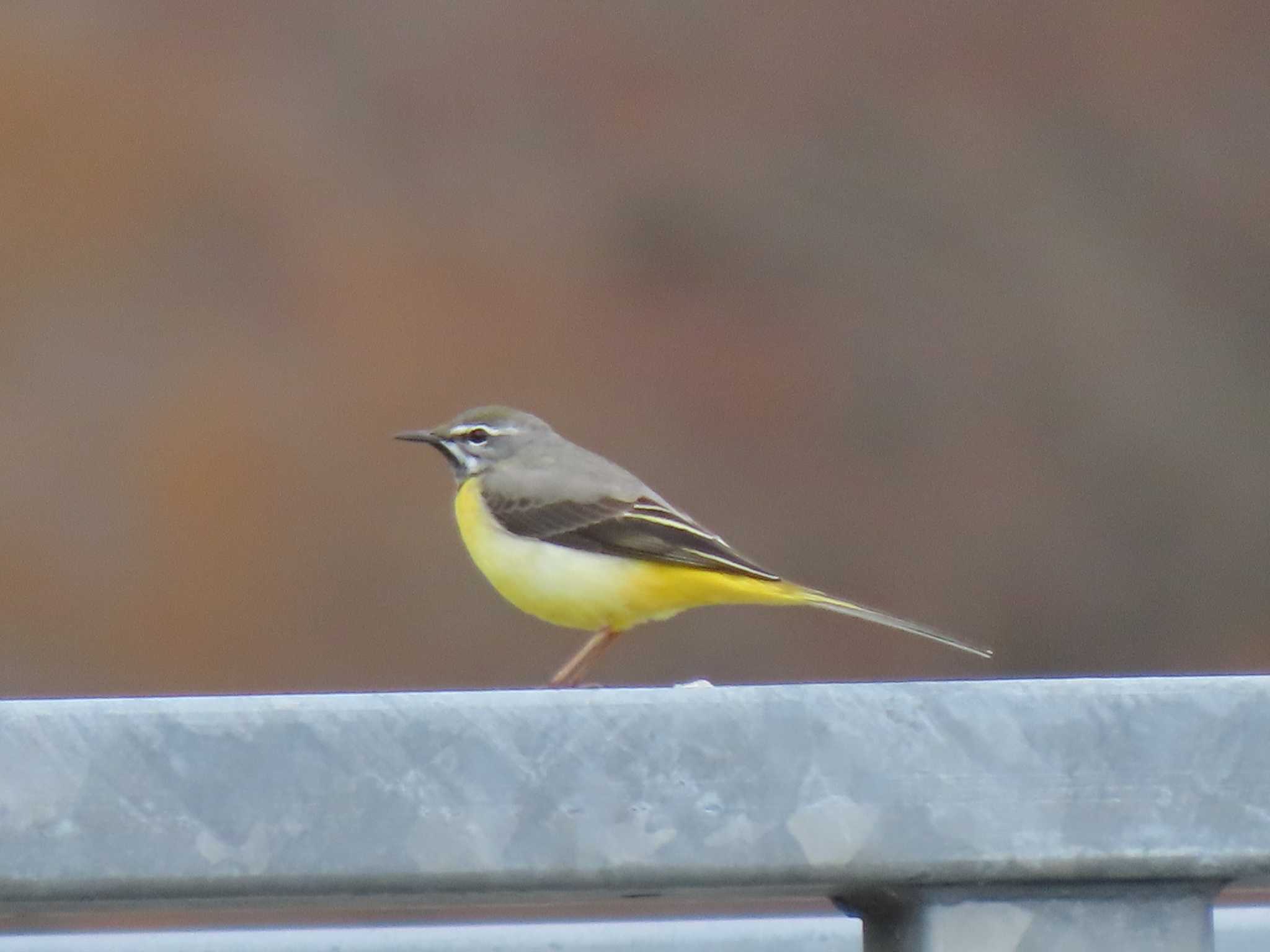 Grey Wagtail