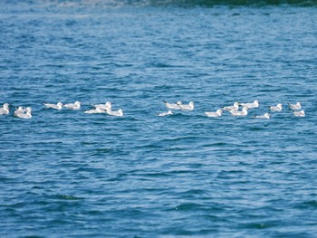 Black-headed Gull 波崎漁港 Sat, 3/16/2024