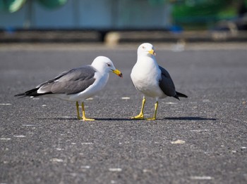 Black-tailed Gull 波崎漁港 Sat, 3/16/2024