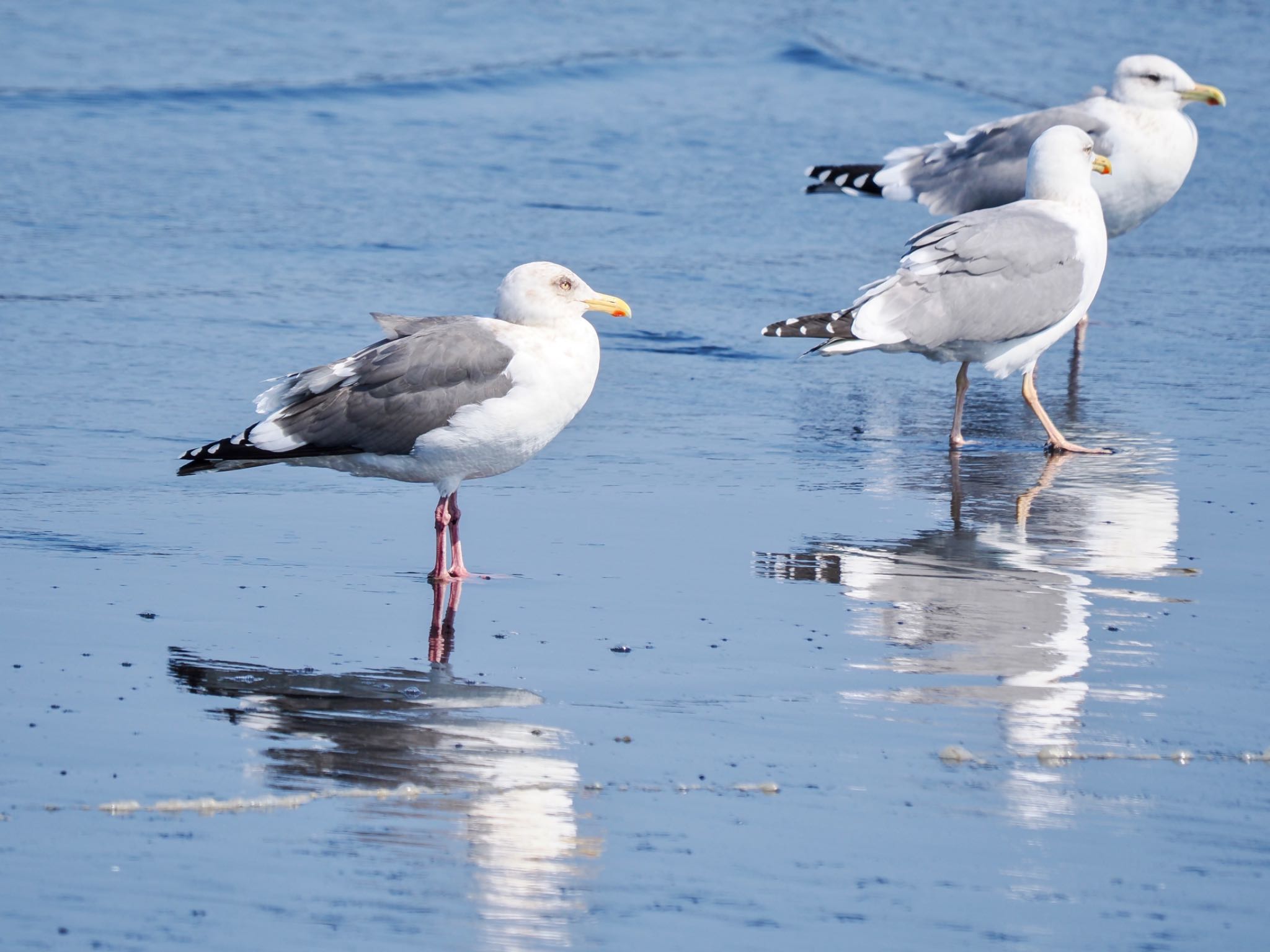 Slaty-backed Gull