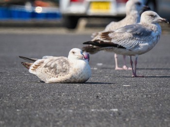 Slaty-backed Gull 波崎漁港 Sat, 3/16/2024