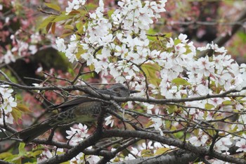 ヒヨドリ 航空公園 2023年4月3日(月)