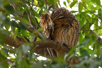 Long-eared Owl Watarase Yusuichi (Wetland) Mon, 4/1/2024