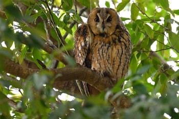 Long-eared Owl Watarase Yusuichi (Wetland) Mon, 4/1/2024