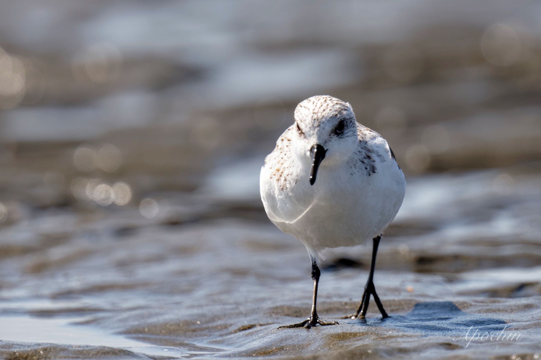 Photo of Sanderling at Sambanze Tideland by アポちん