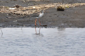 Spotted Redshank Watarase Yusuichi (Wetland) Mon, 4/1/2024