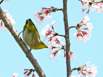 メジロ 馬見丘陵公園 2024年3月30日(土)