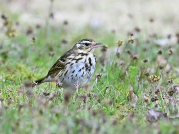 ビンズイ 馬見丘陵公園 2024年3月30日(土)