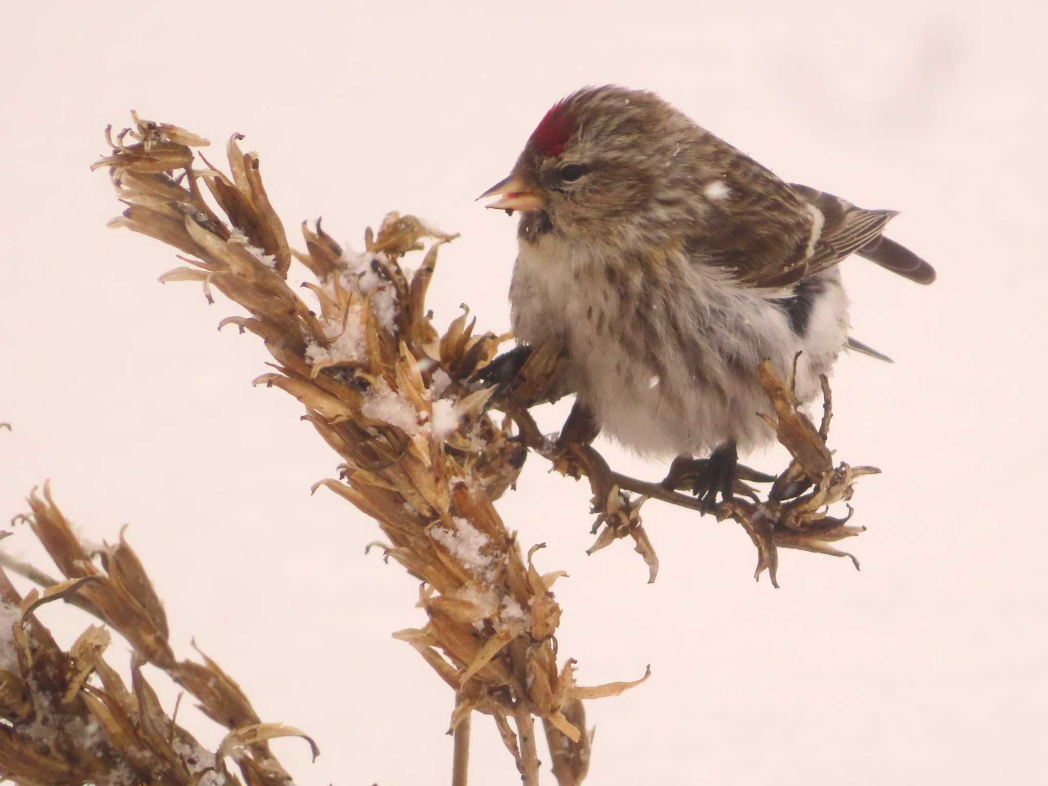 Common Redpoll