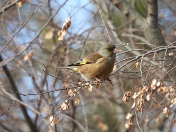 カワラヒワ 秋ヶ瀬公園 2024年1月28日(日)