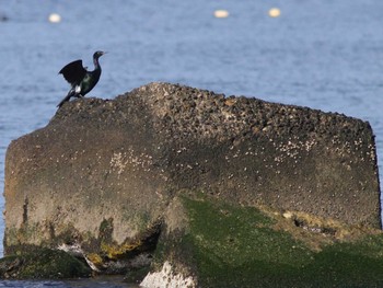 Pelagic Cormorant 馬堀海岸 Sat, 3/30/2024