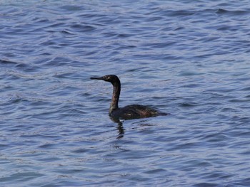 Pelagic Cormorant 馬堀海岸 Sat, 3/30/2024