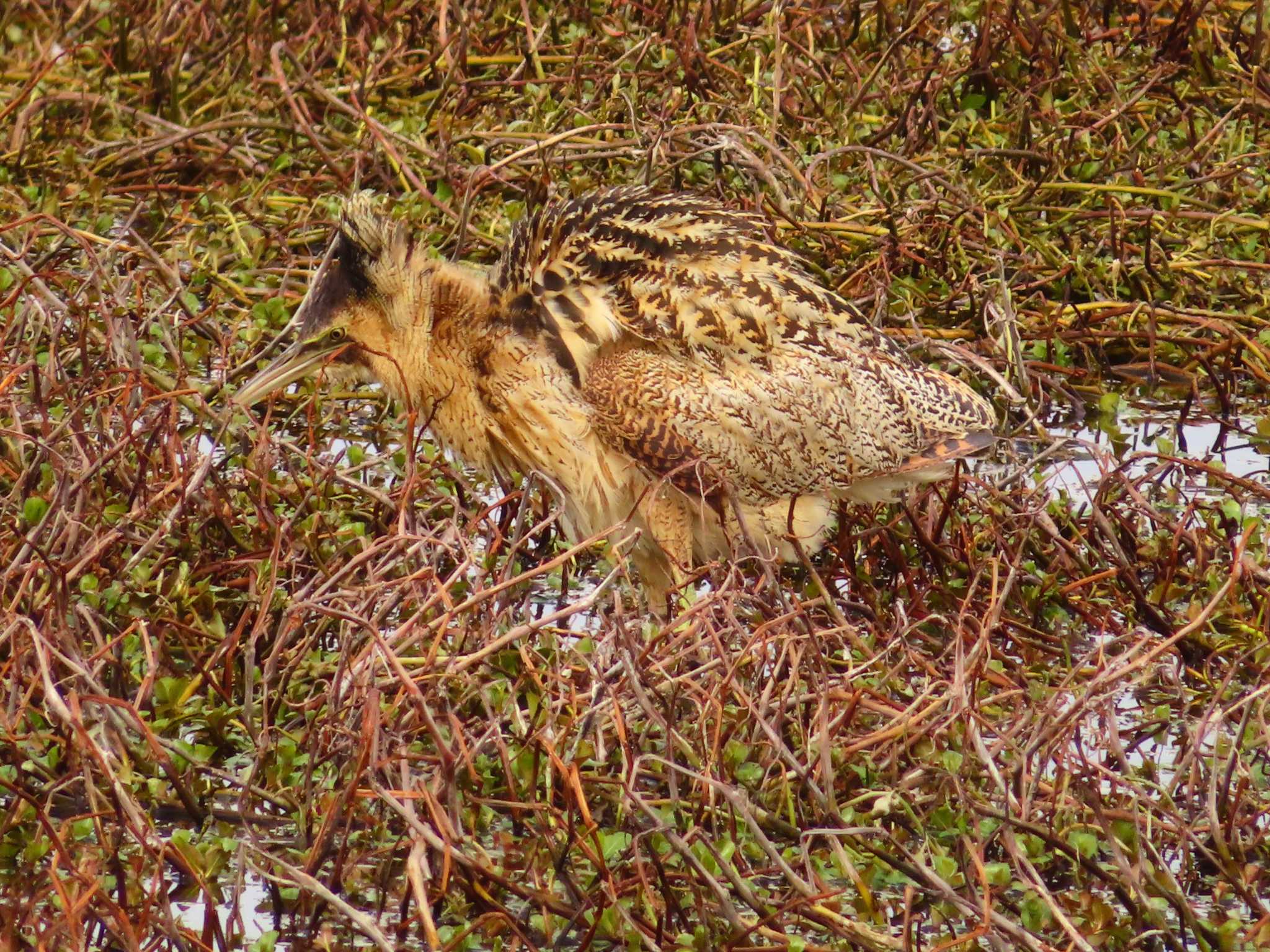 Photo of Eurasian Bittern at 伊庭内湖 by ゆ