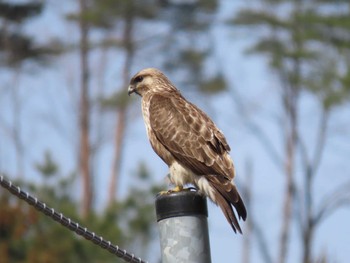 Eastern Buzzard 宮城県 Tue, 4/2/2024