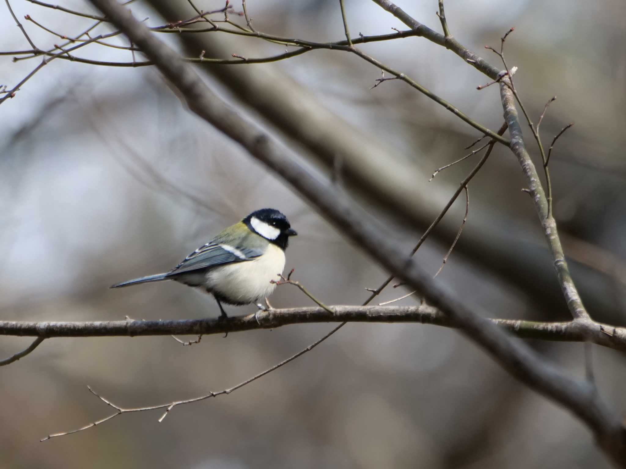 秩父 シジュウカラの写真 by little birds