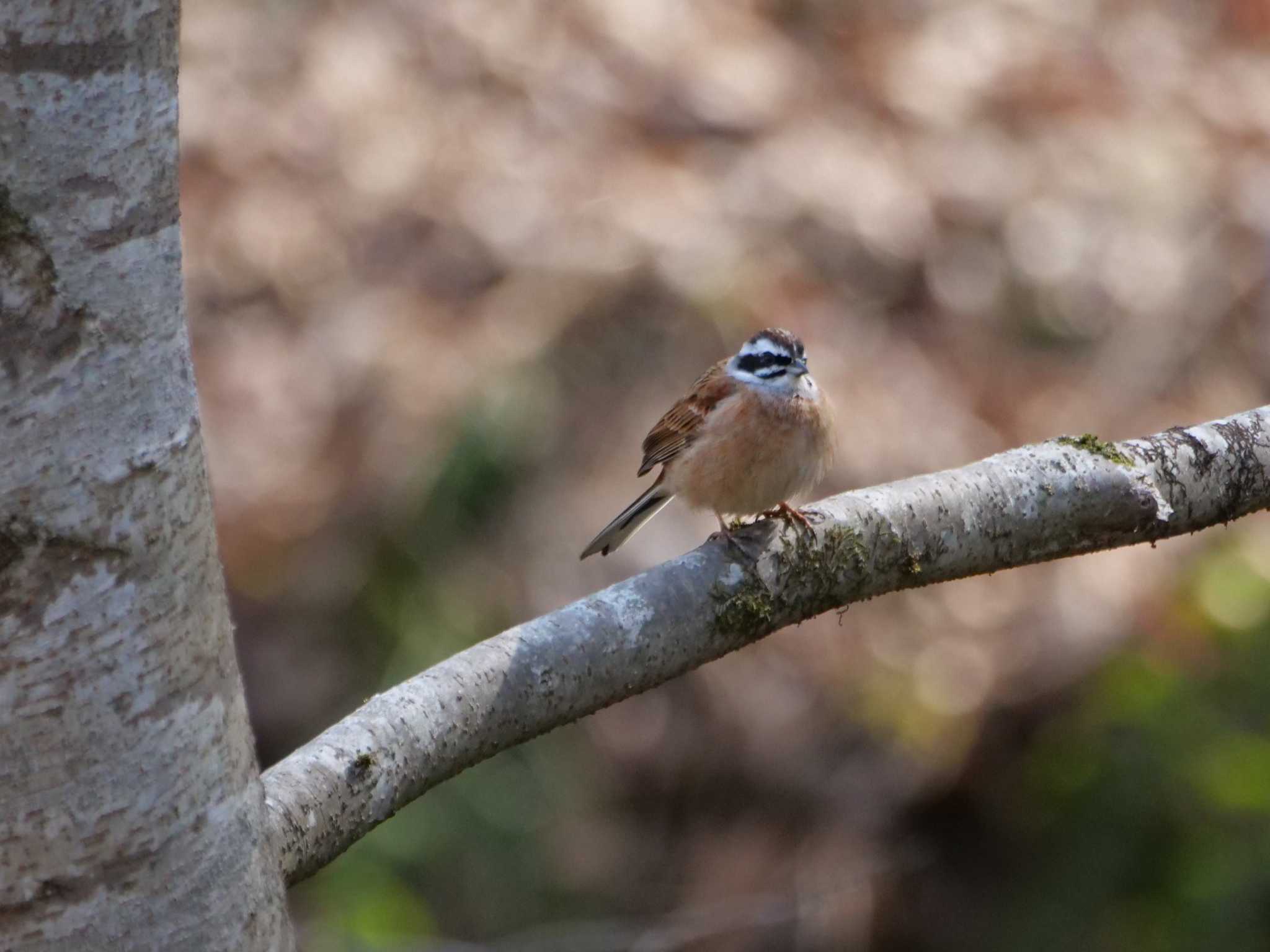 秩父 ホオジロの写真 by little birds