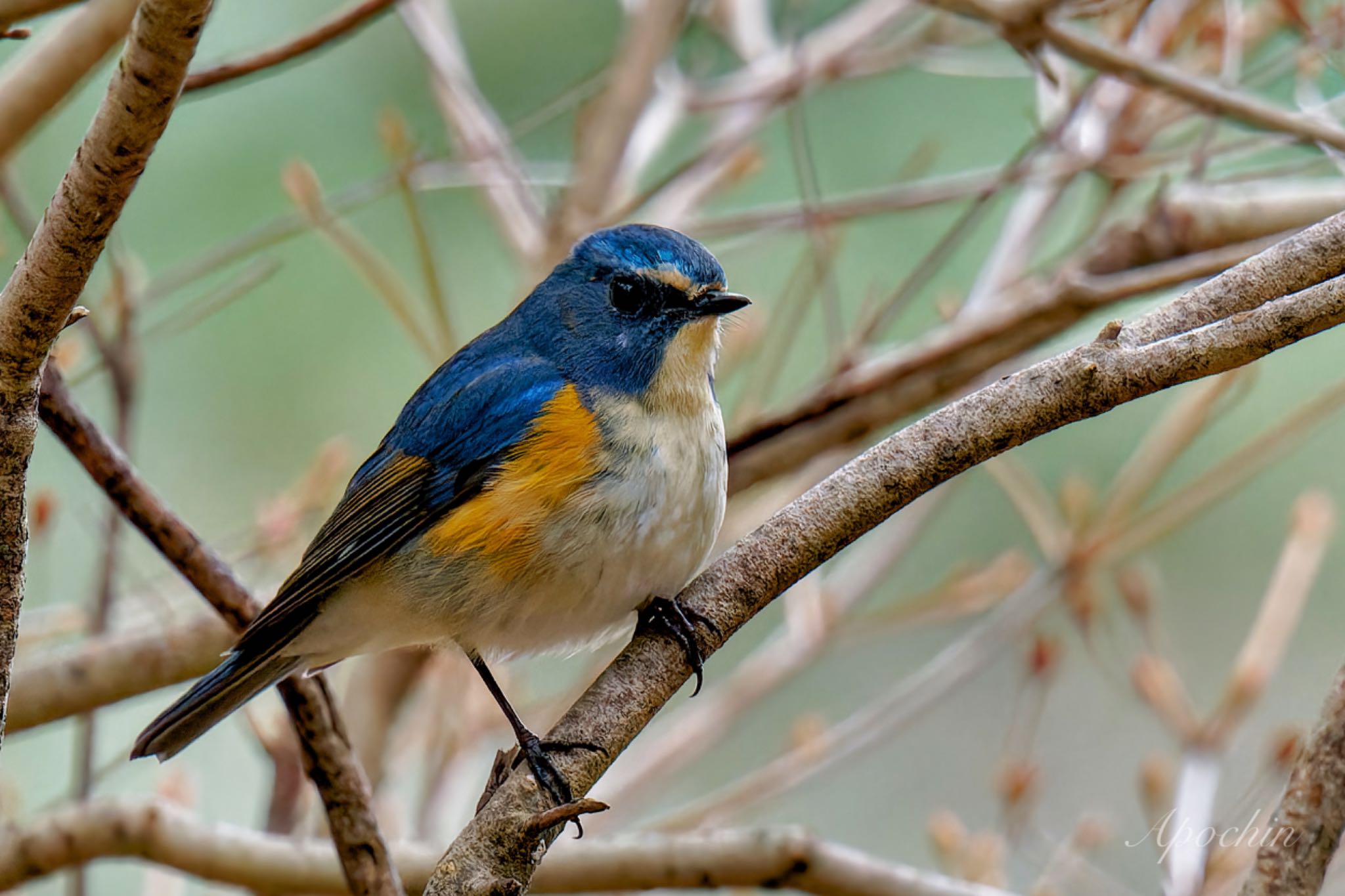 Red-flanked Bluetail