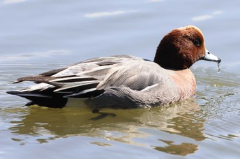 Eurasian Wigeon Akashi Park Sun, 3/3/2024