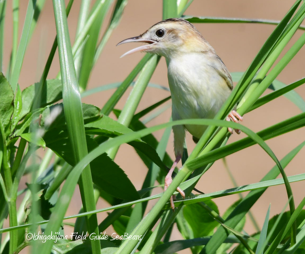 Zitting Cisticola