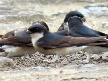 Asian House Martin 淀川河川公園 Sun, 3/31/2024