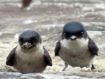 Asian House Martin 淀川河川公園 Sun, 3/31/2024