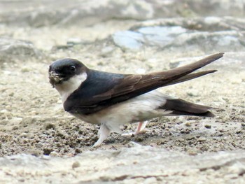 Asian House Martin 淀川河川公園 Sun, 3/31/2024